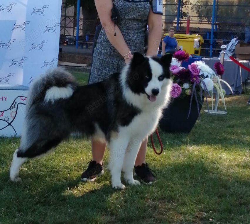 Puiuți de Yakutian Laika din cănise cu pedigree 