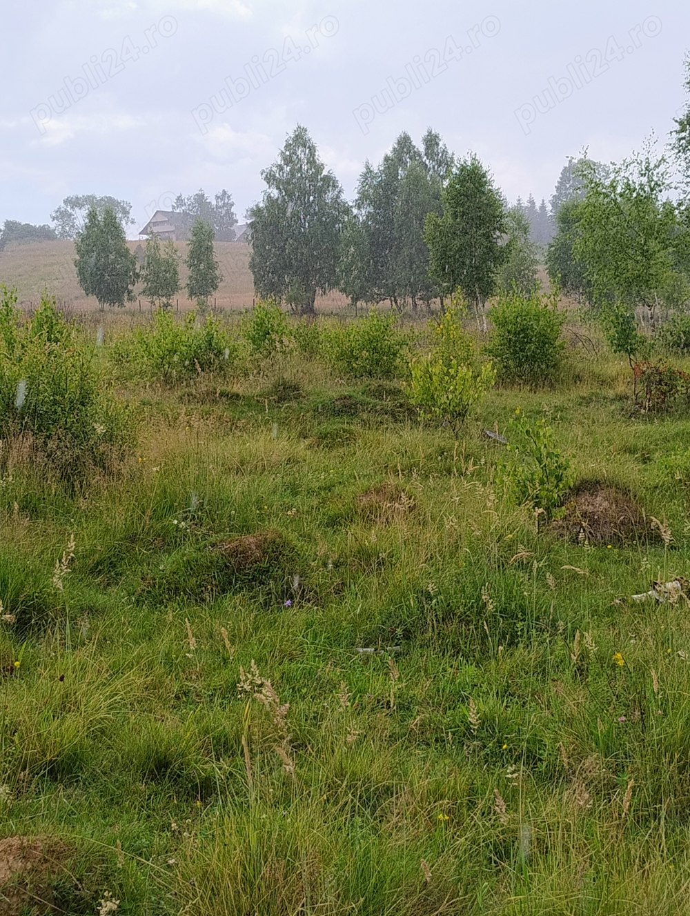 vînd teren călățele pădure 