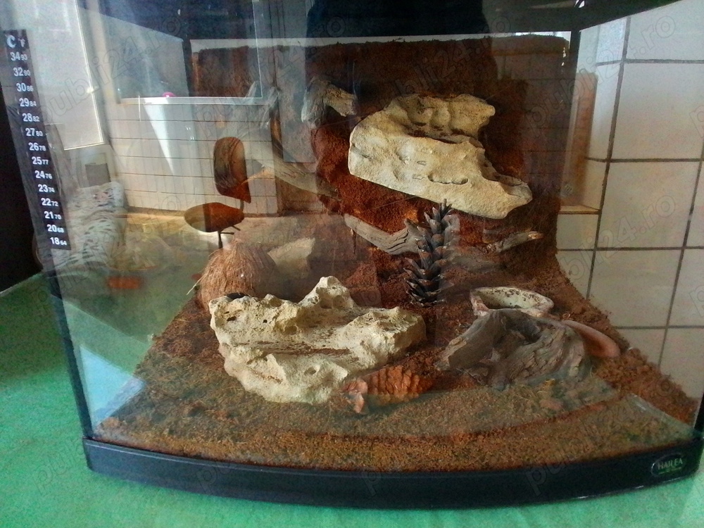 Terariu pentru tarantula, geco etc