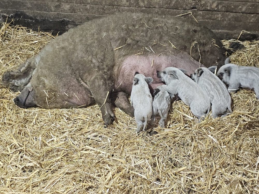 Porc Mangalita varietate blonda la 50 km de Bucuresti 