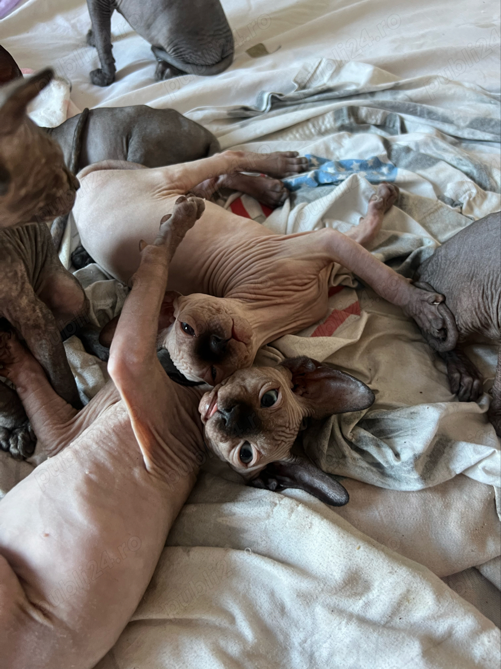 Pisica rasa Sphinx Disponibile Pisica rasa Sphinx Disponibile