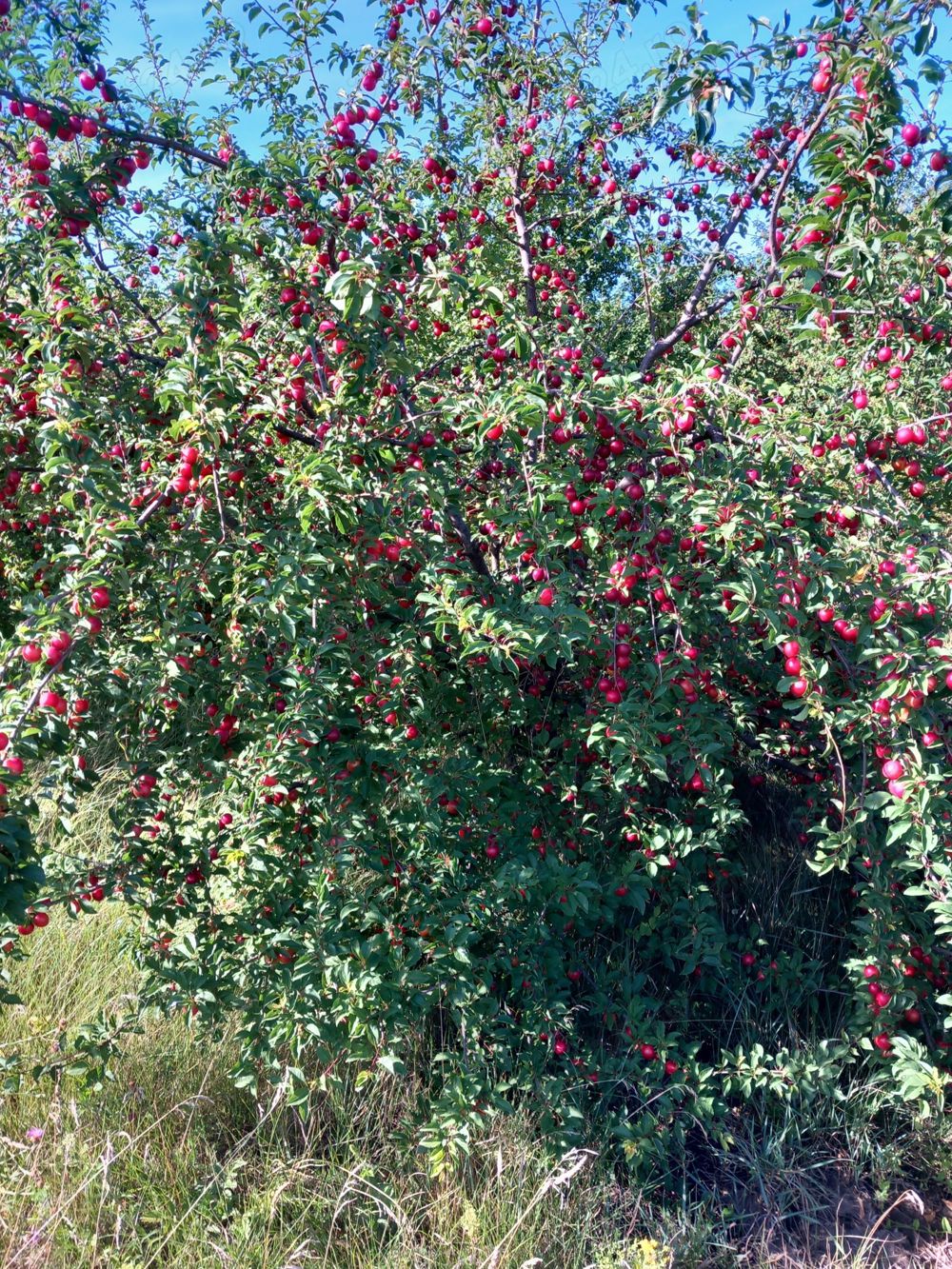 Vând țuică prună 42 grade.