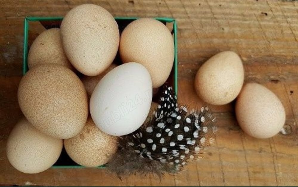 Ouă bibilică exotică, pentru incubat sau consum!