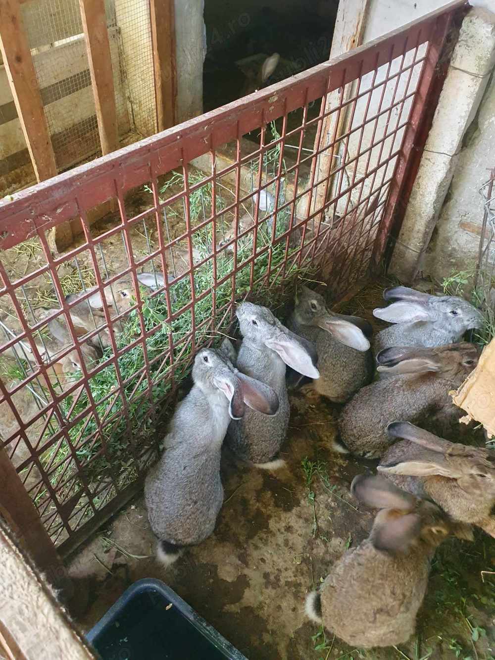 Iepuri uriasi germani angola de diverse varste și culori Iepuri uriasi germani angola de diverse varste și culori