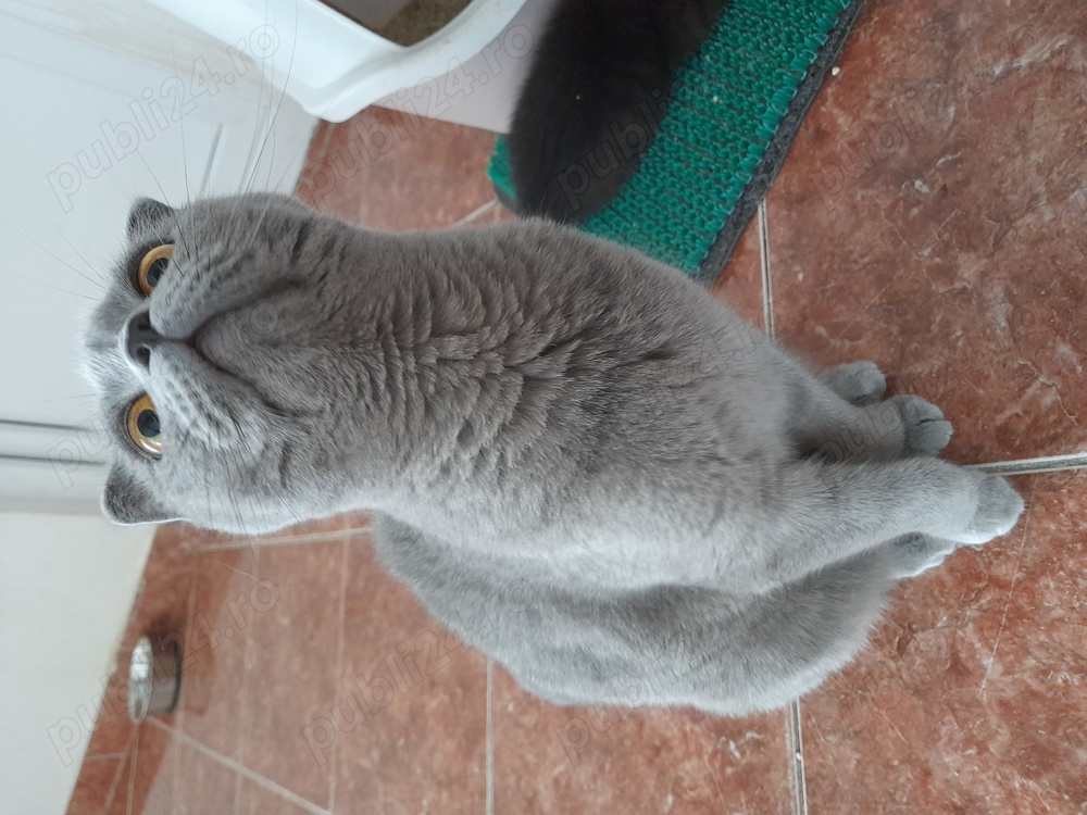 Scottish Fold blue white