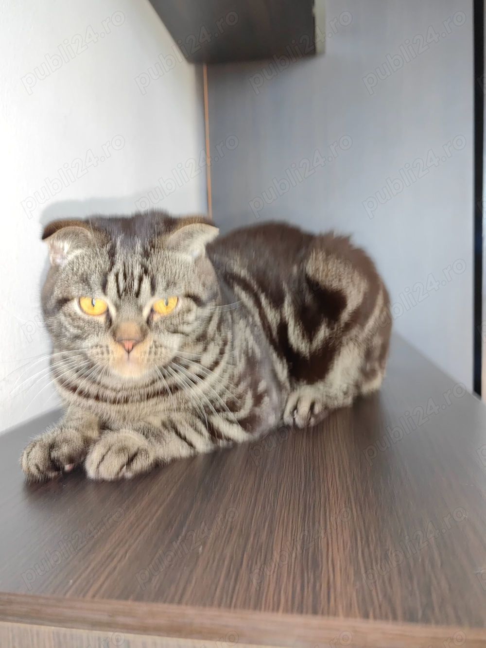 Scottish Fold Silver Taby