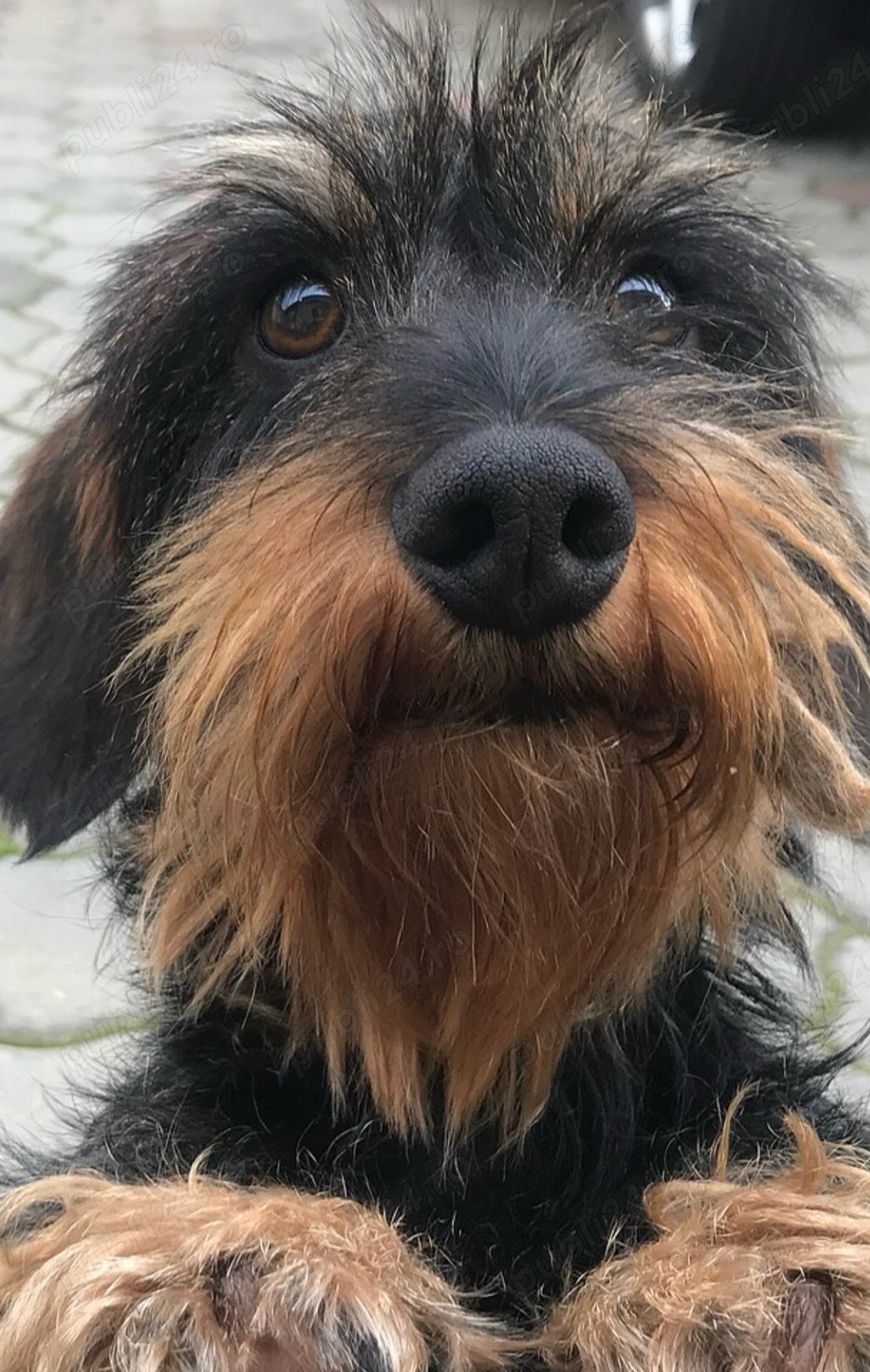 teckel sarmos  teckel sarmos