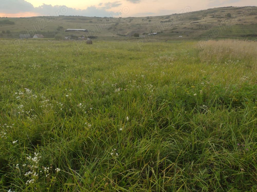 Teren Chinteni intravilan 