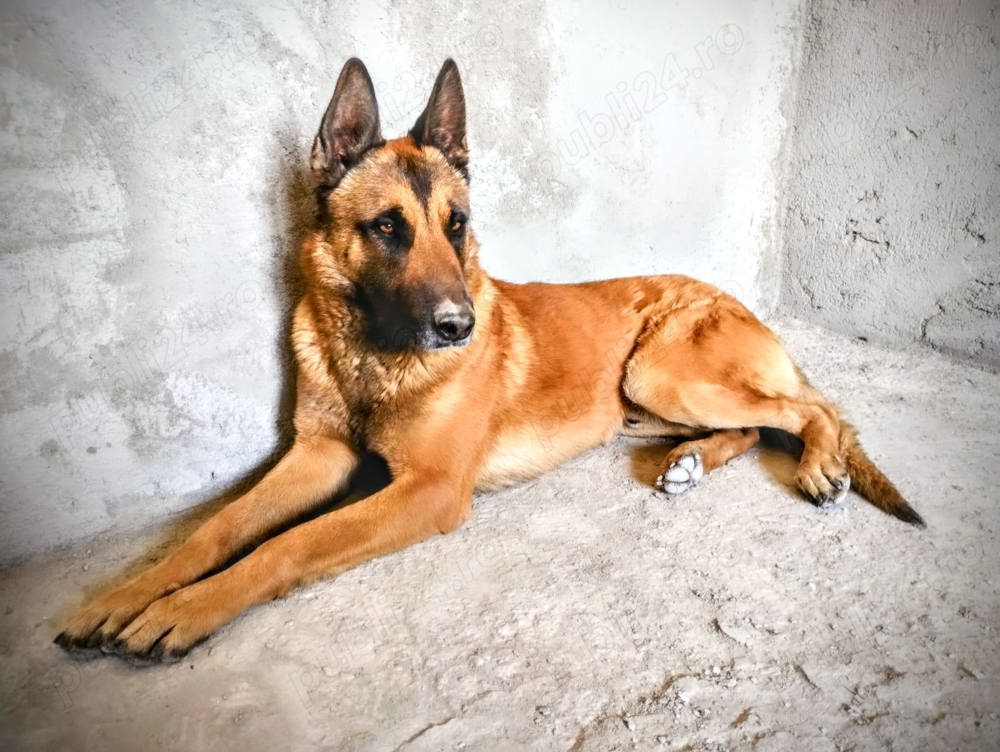 Ciobanesc Belgian Malinois - m o n t a