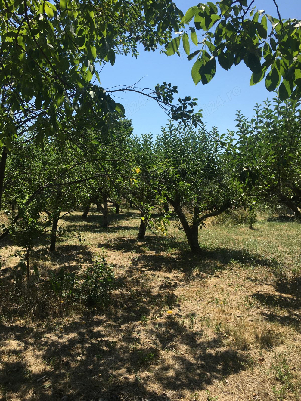 Teren intravilan 1.000 mp de vânzare   Comuna Leu, Dolj   cu livadă și curent