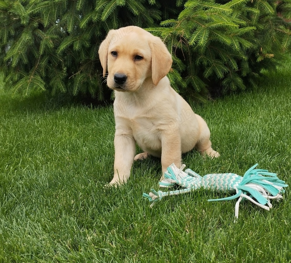 Pui Labrador Retriever Auriu 