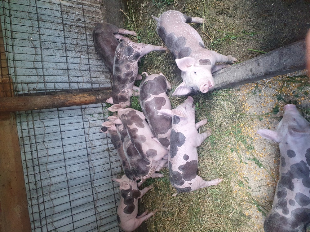 purcei petrain belgian