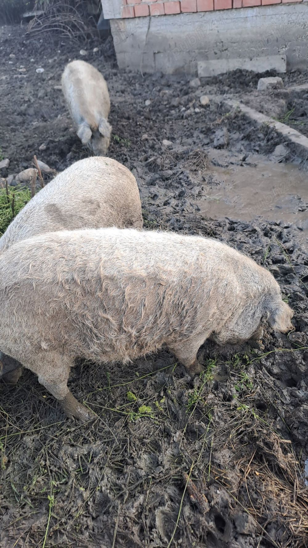 Scroafe pentru reproductie mangalita