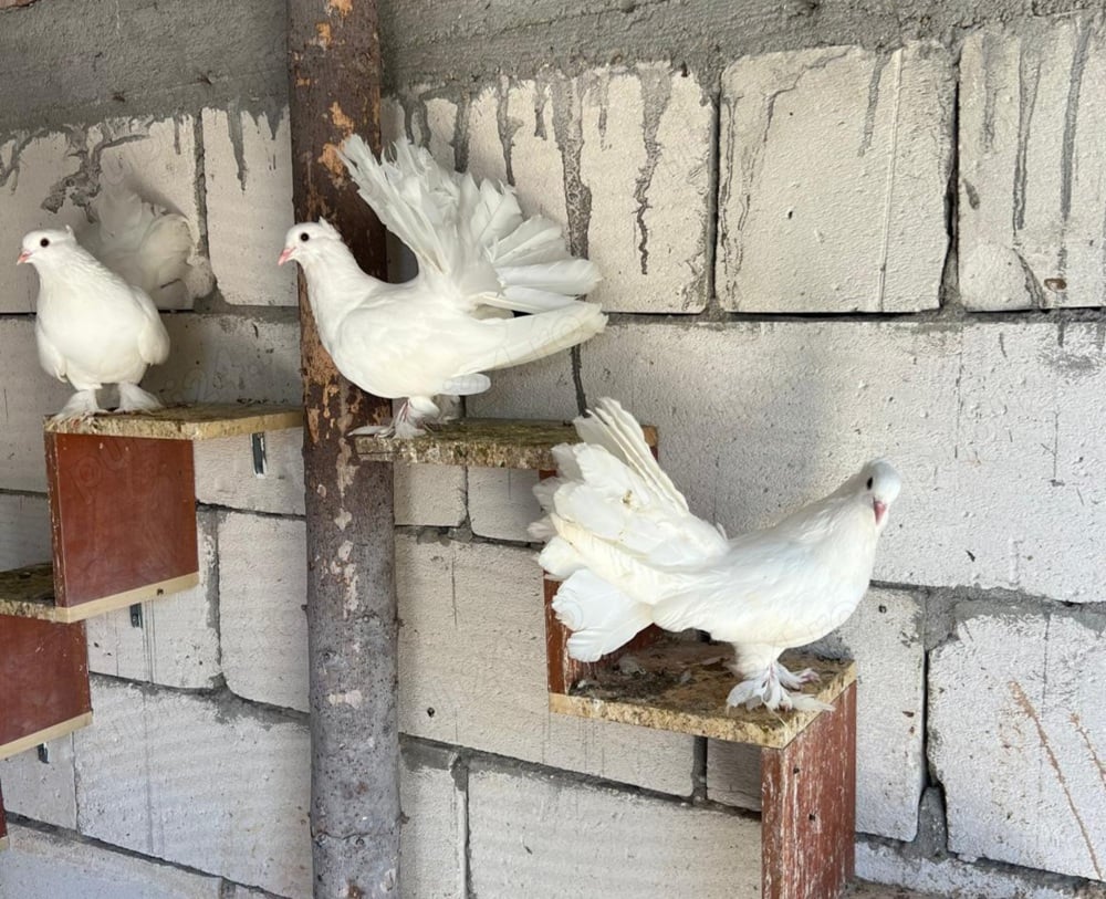 Vând porumbei voltați indieni  Vând porumbei voltați indieni