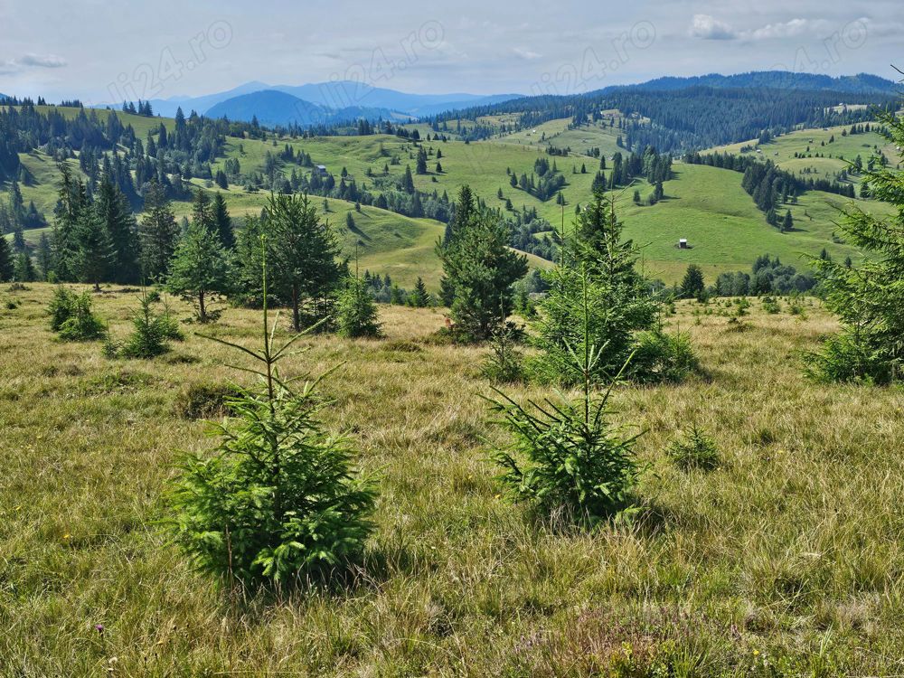 Proprietate de vanzare 92.554.mp ( 9.25 ha) in Bucovina zona Breaza 