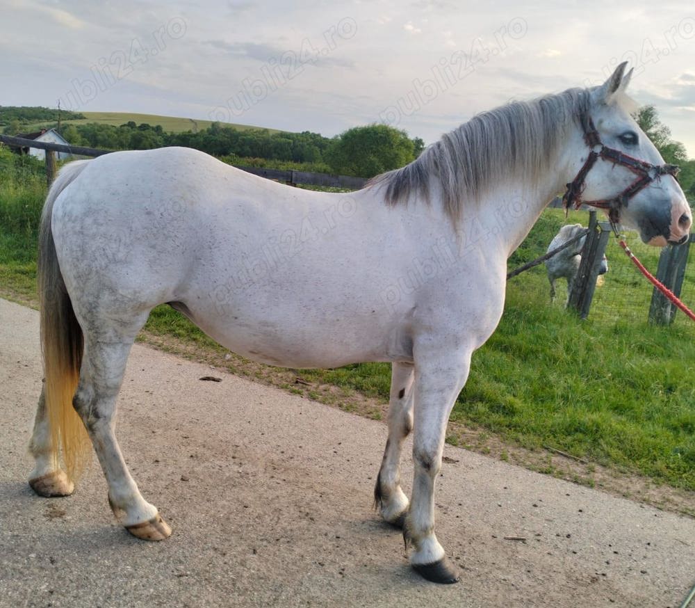 De vanzare iapa de talie mare