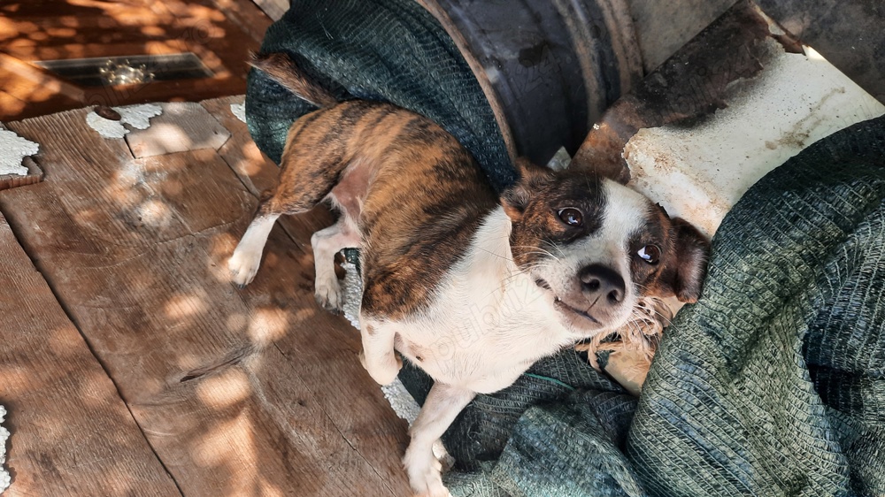 Catei de talie mica de mama pechinez