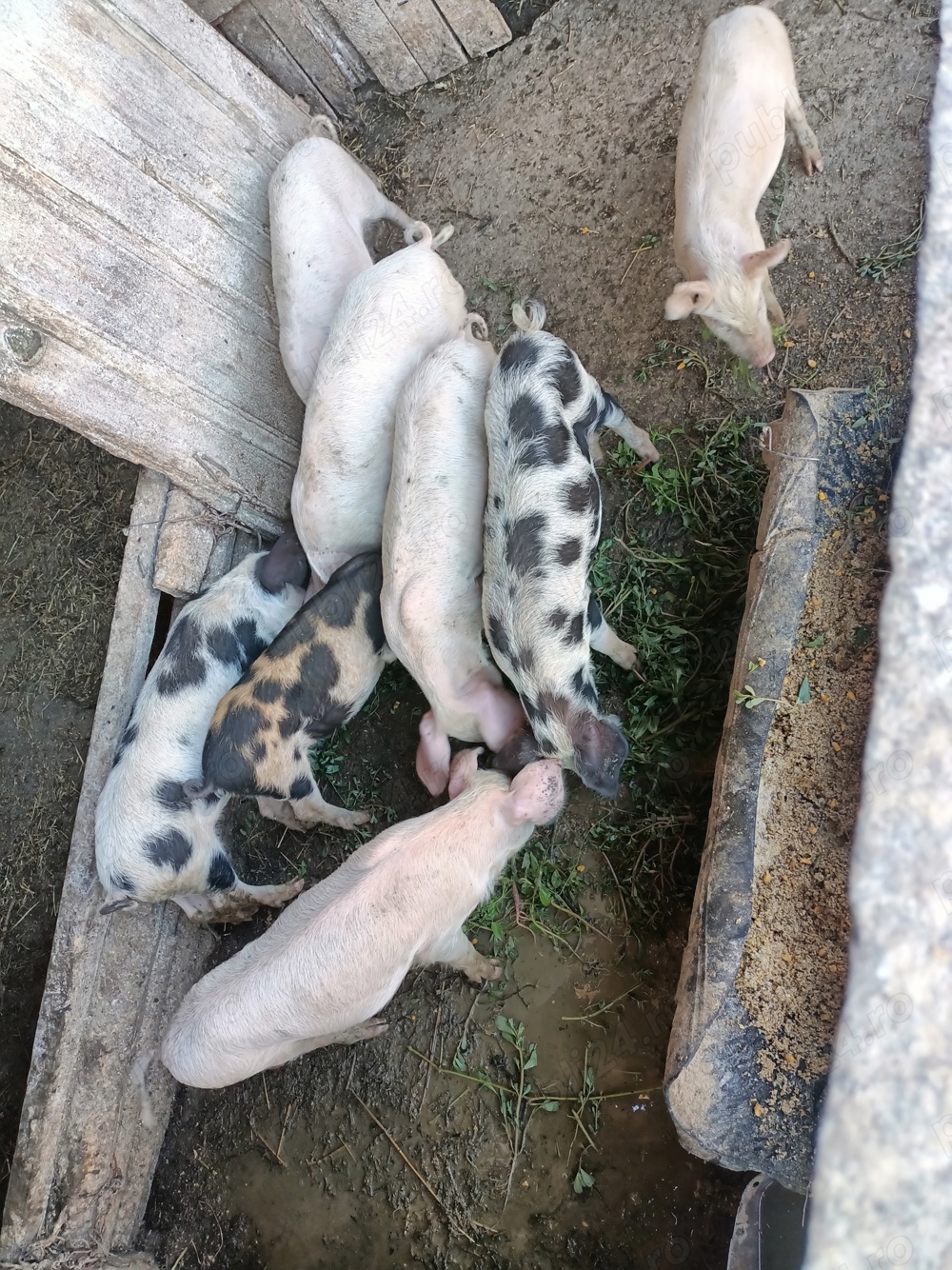 vând purcei 15-20kg