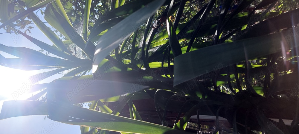 Yucca 3 m înălțime 