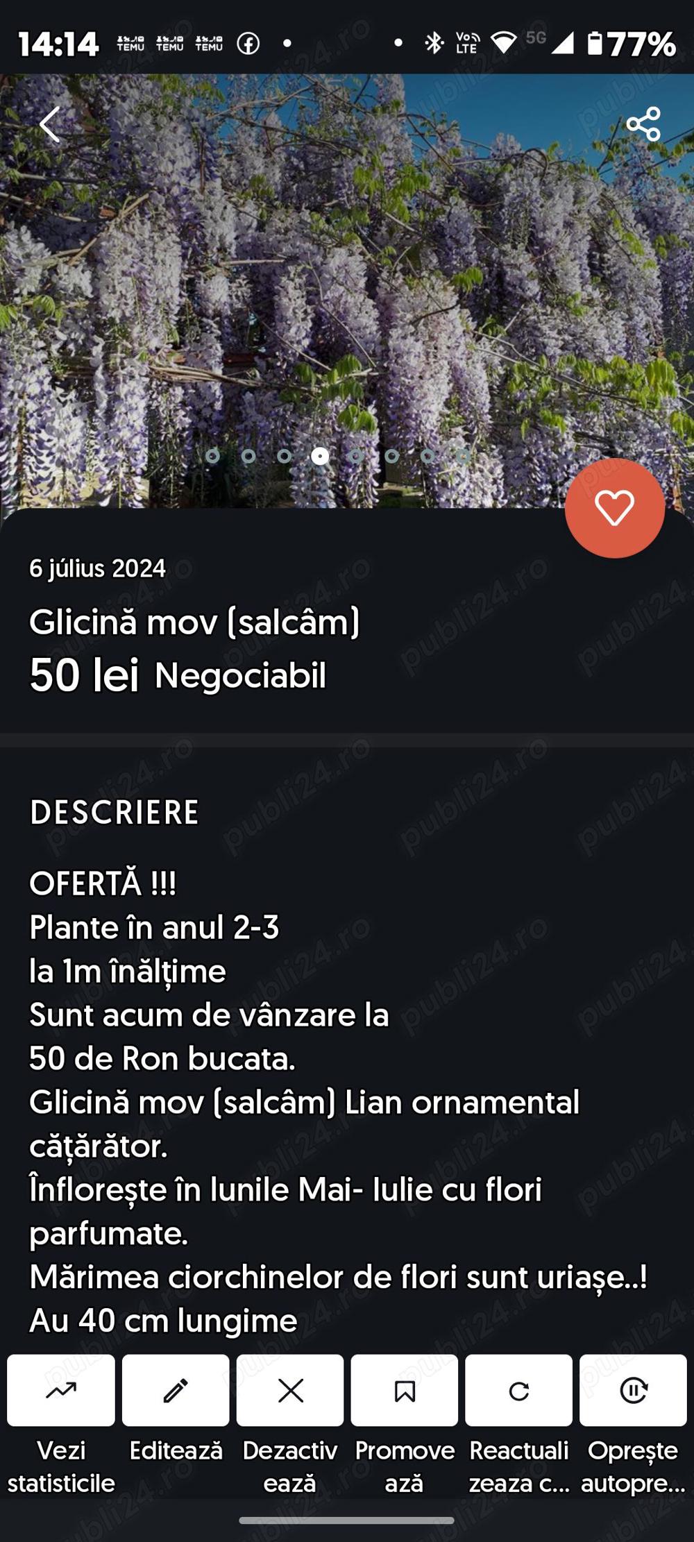 Glicină mov