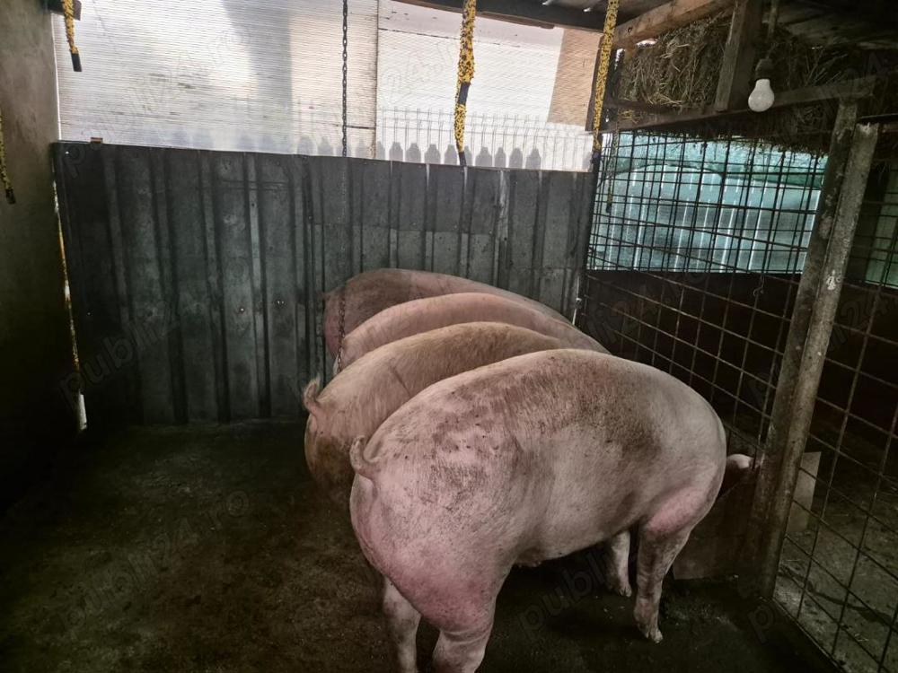 Porci de vanzare Porci de vanzare