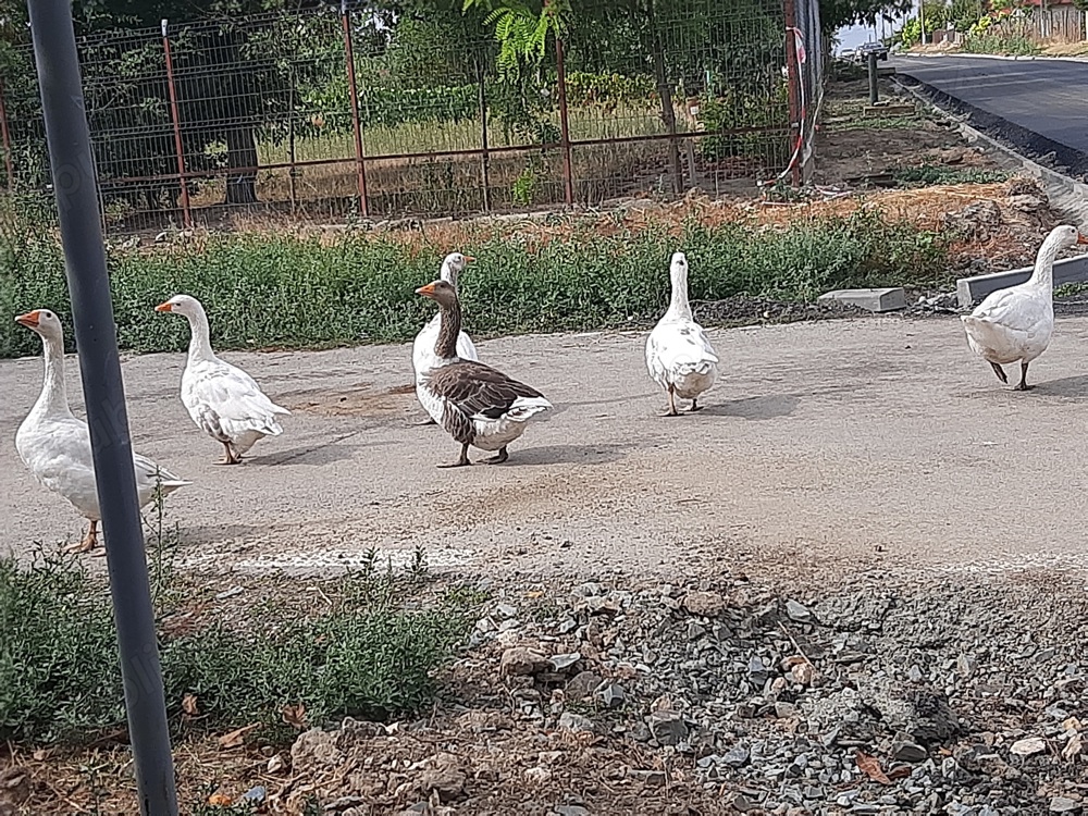 Gâște de vânzare Gâște de vânzare