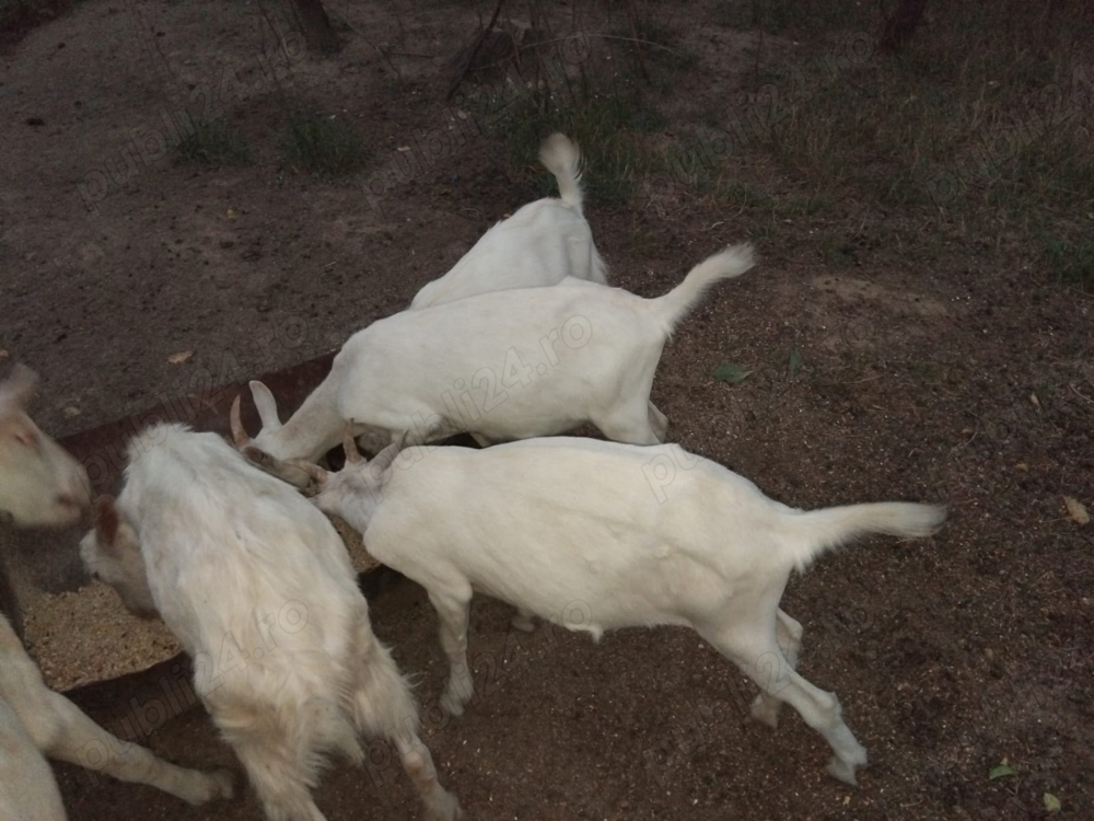 Capre | Iedute | Capra | Ied Saanen