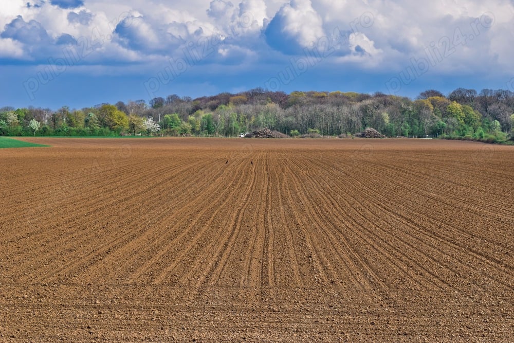 Vand teren agricol 5 ha Masloc