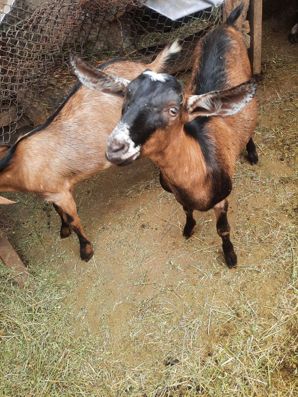 Iede , capre metise Alpin francez