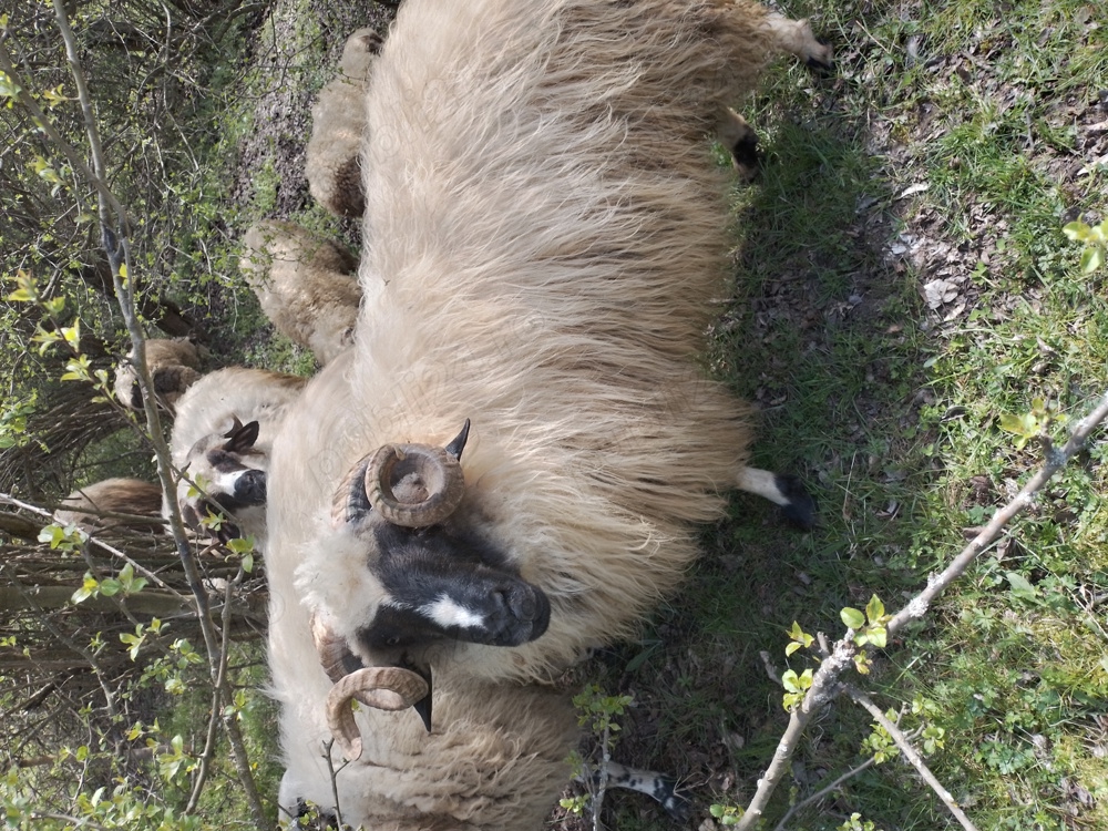 De vanzre berbeci De vanzre berbeci