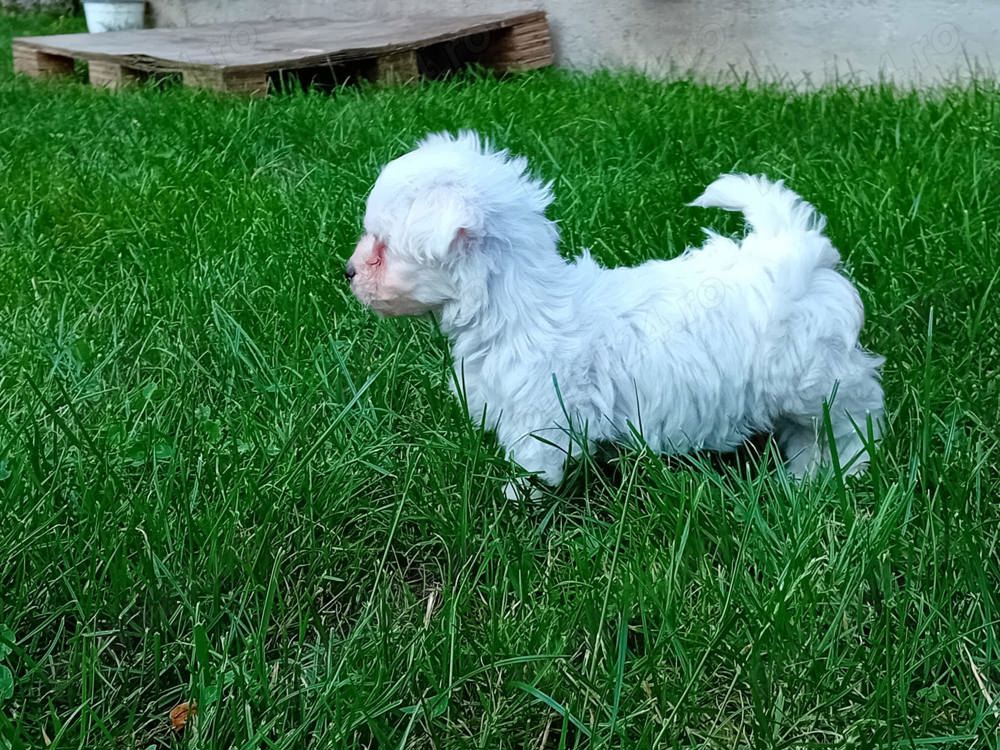 Bichon maltesse  maltes mini toy Bichon maltesse  maltes mini toy