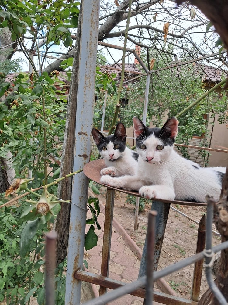 dau spre adoptie pisicute jucause dau spre adoptie pisicute jucause