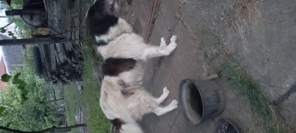 Ciobanesc românesc de Bucovina 