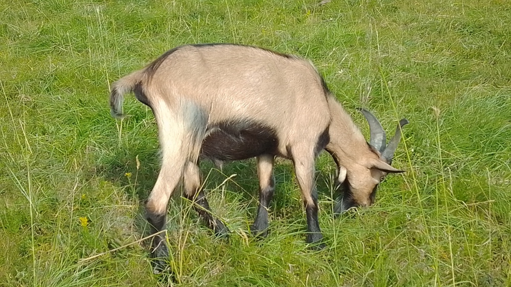 Vând sau schimb tap metis alpin francez și saanen  Vând sau schimb tap metis alpin francez și saanen