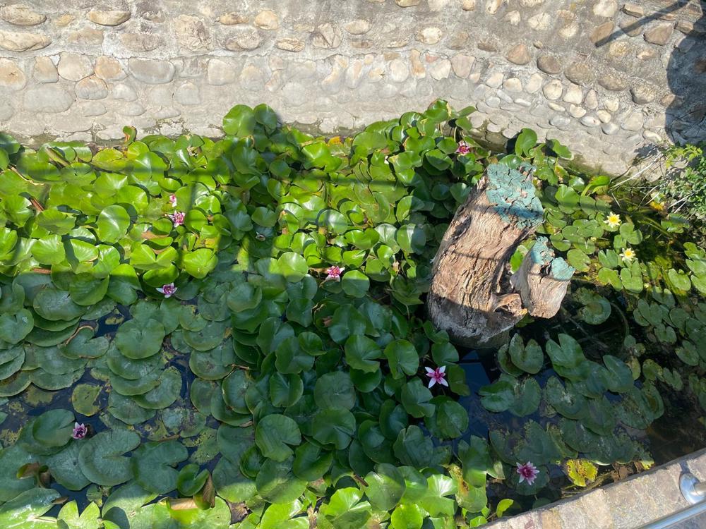 Nuferi roz, alb, galbeni