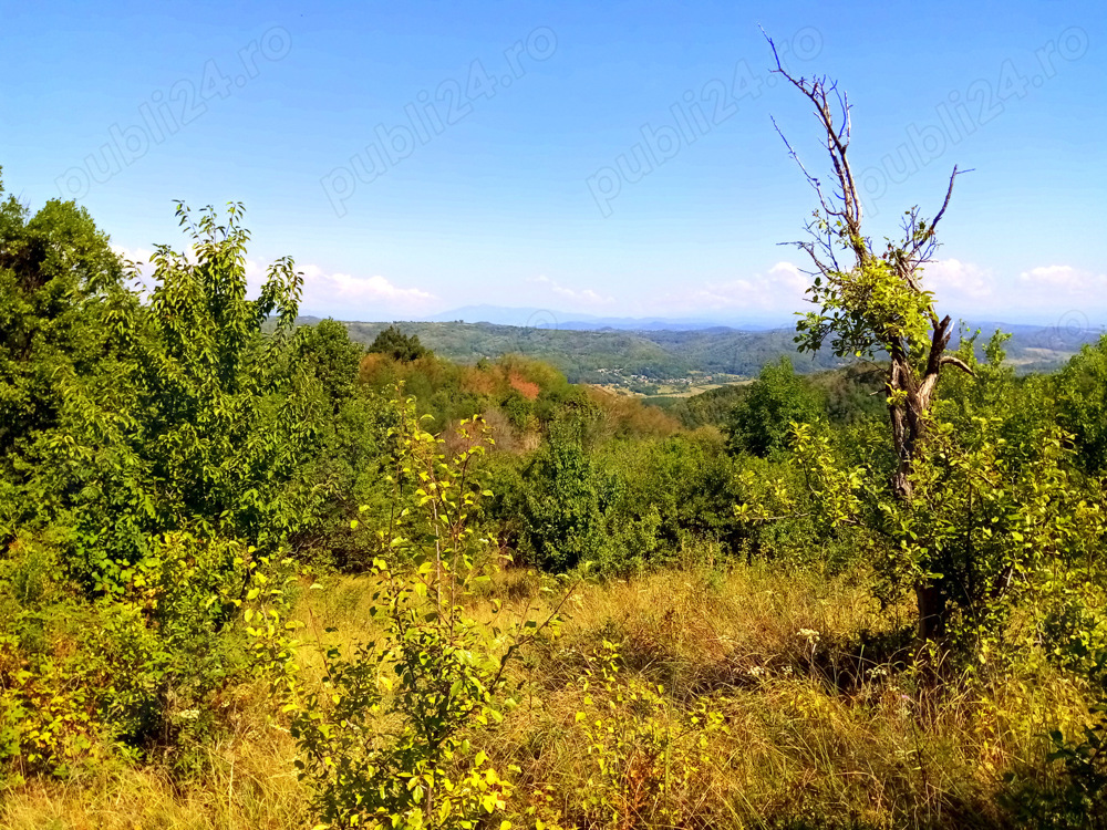 Vând teren cu casă bătrânească si padure.