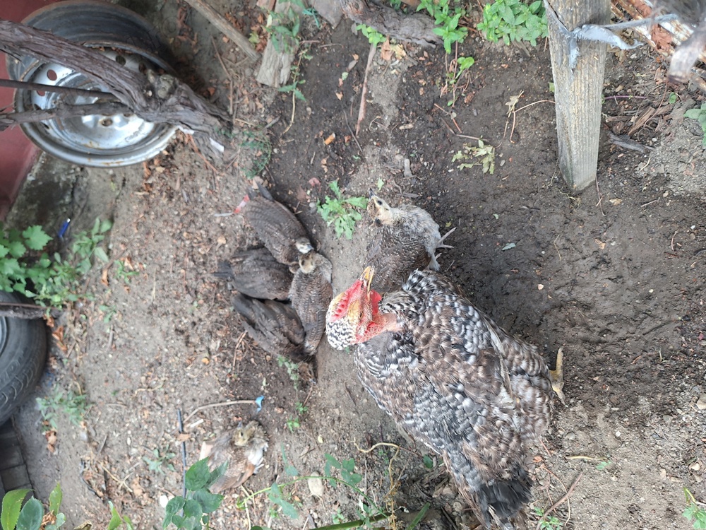 Pauni comuni de vanzare! Varsta 3 luni ,2 luni , 1 luna , oua de paun .