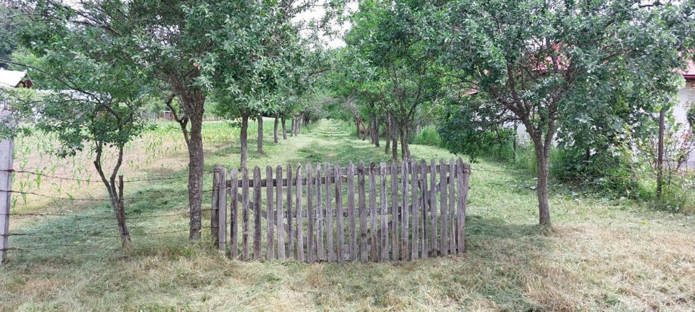 Vanzare teren cu livada de pruni pe rod