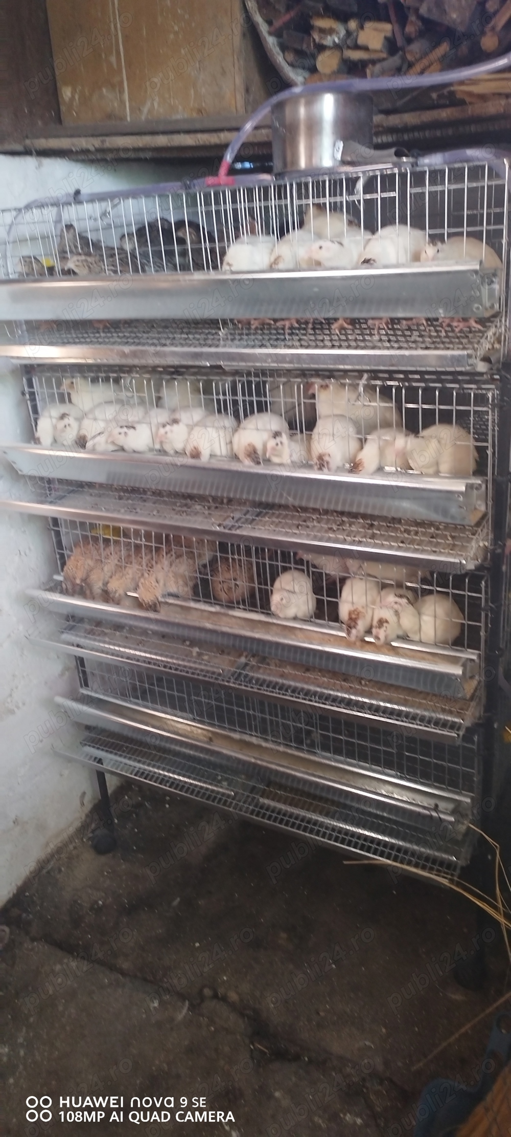 Oua prepelițe pentru consum