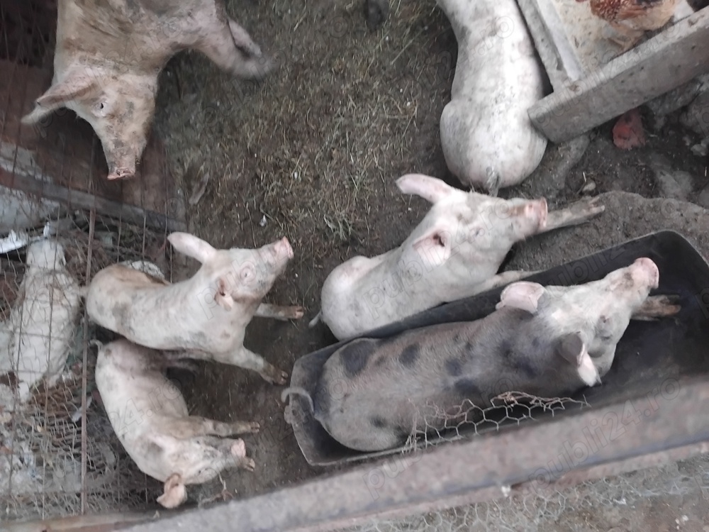 Vând purcei Vând purcei