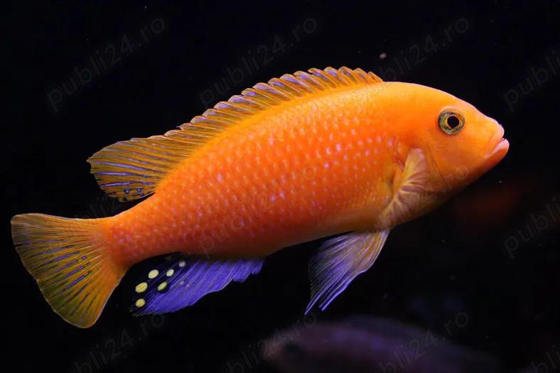 Vand pesti Maylandia estherae (Red zebra cichlid) - direct din crescatoria proprie
