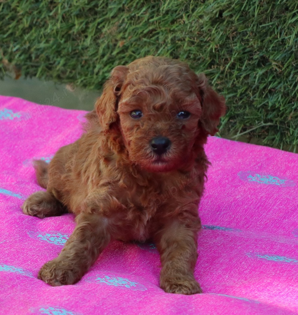  disponibili pui Pudel ( Canis,Barboncino ) toy rosu