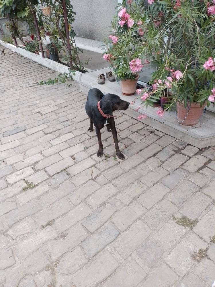 Vând sau schimb Vând sau schimb