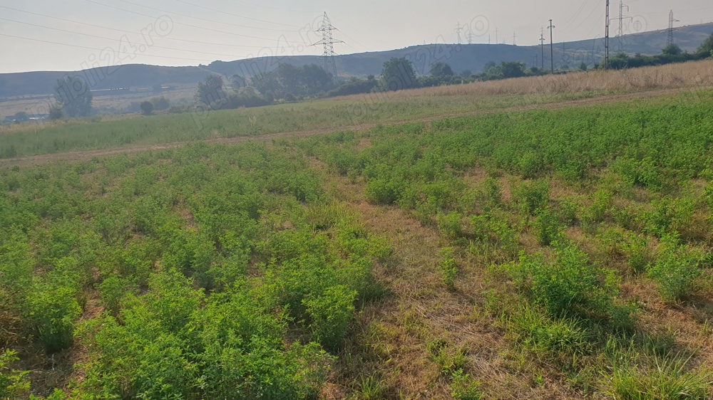 Vanzare teren intravilan Petresti Sebes