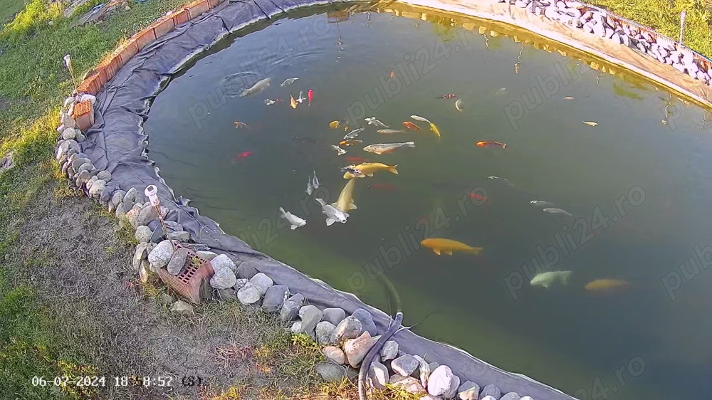 Crapi koi japonezi Crapi koi japonezi