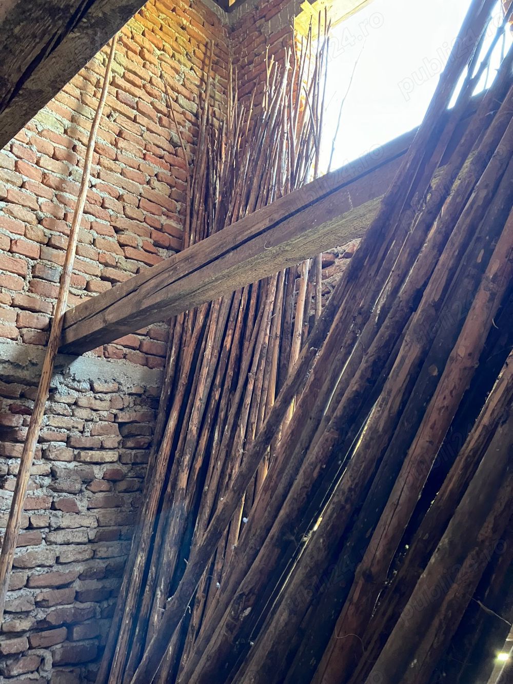 Vând urgent! Pari de viță de vie