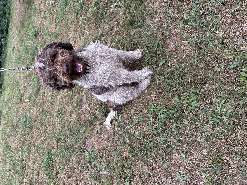 Vand un mascul Lagotto Romagnolo, 2-3ani, 300eur  Vand un mascul Lagotto Romagnolo, 2-3ani, 300eur