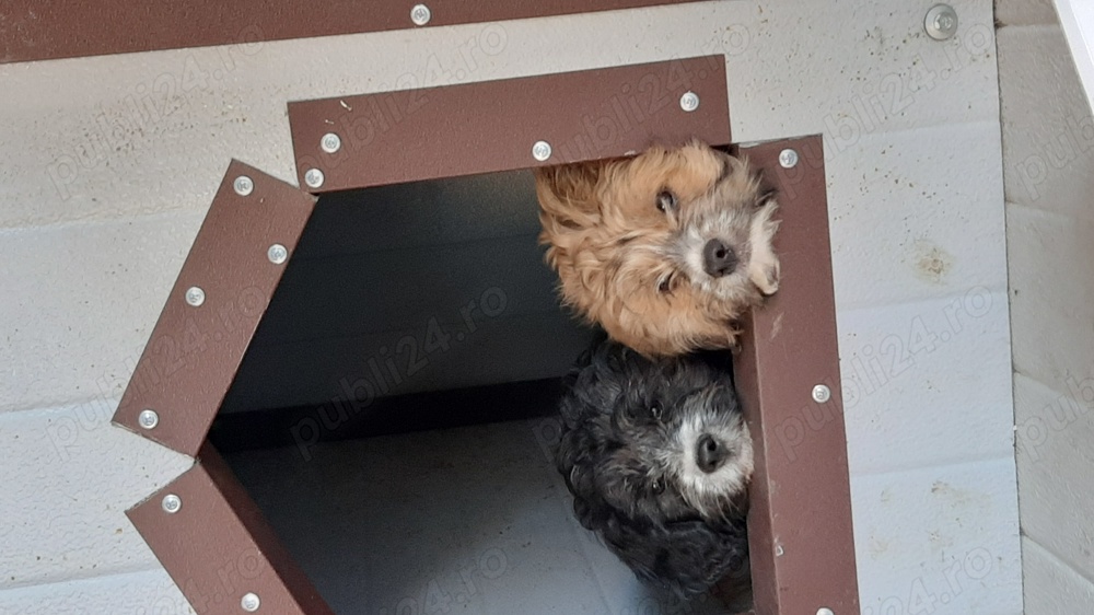 2 catei fratiori ( la pachet ) de vanzare