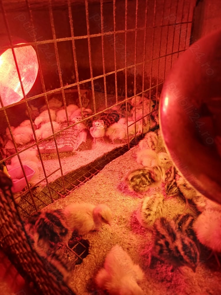 Vând pui prepeliță! Vând pui prepeliță!