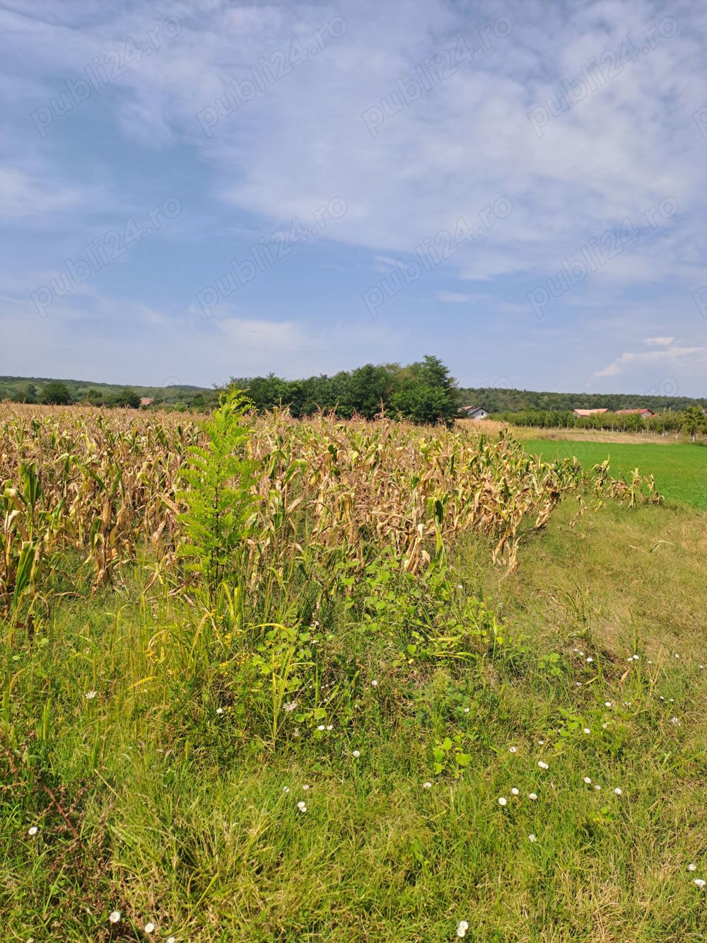 Teren de vânzare oraș Babeni  super oferta  20.000 euro 